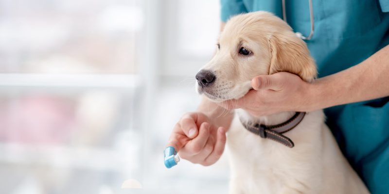 Brushing teeth of retriever puppy by veterinar
